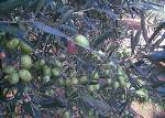 Olive in maturazione